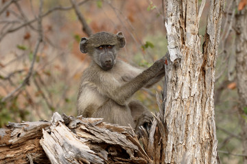 Chacma baboon, Papio ursinus