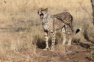 Cheetah, Acinonyx jubatus