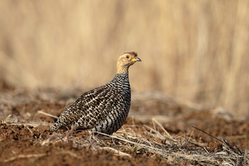 Coqui francolin, Peliperdix coqu
