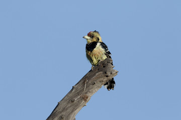 Crested barbet, Trachyphonus vaillantii,