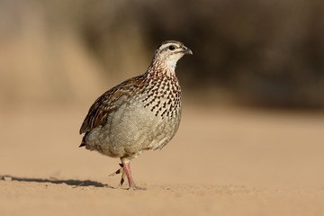 Crested francolin, Peliperdix sephaena