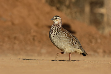 Crested francolin, Peliperdix sephaena