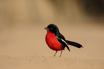Fototapeta premium Crimson-breasted shike, Laniarius atrococcineus
