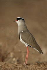 Crowned plover, Vanellus coronatus