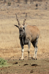 Eland, Taurotragus oryx