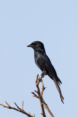 Fork-tailed drongo, Dicrurus adsimilis
