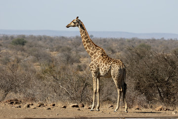 Giraffe, Giraffa camelopardalis