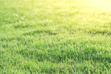 Bright Green grass background texture