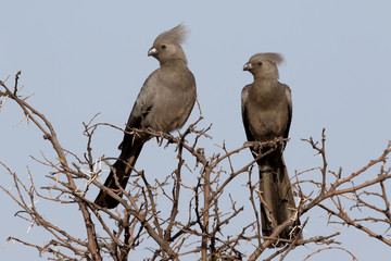 Grey lourie, Corythaixoides concolor