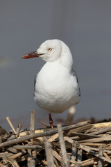 Grey-headed gull, Chroicocephalus cirrocephalus