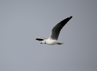 Grey-headed gull, Chroicocephalus cirrocephalus
