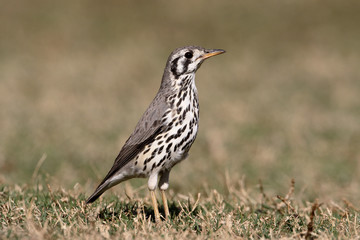 Groundscrapper thush, Psophocichla litsipsirupa