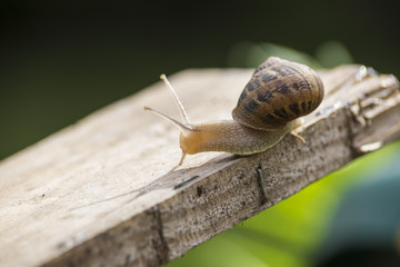 beautiful  snail in the breeding season.