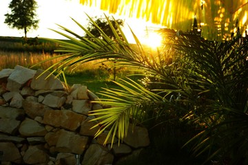 sonnenschirm und palme I