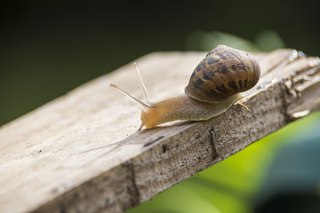 beautiful  snail in the breeding season.