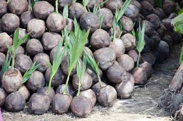 Sapling of coconut