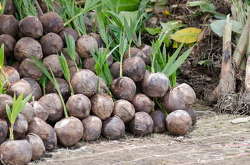 Sapling of coconut