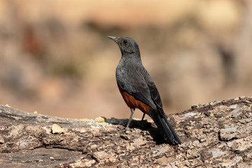 Mocking cliff-chat, Thamnolaea cinnamomeiventris