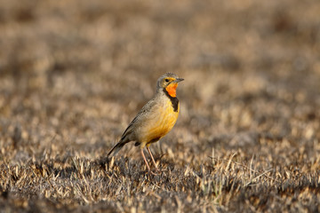 Orange-throated or Cape longclaw, Macronyx capensis