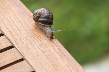 beautiful  snail in the breeding season.