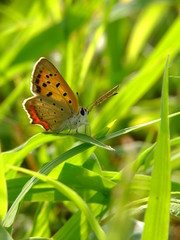 butterfly in the shiny meadows #2
