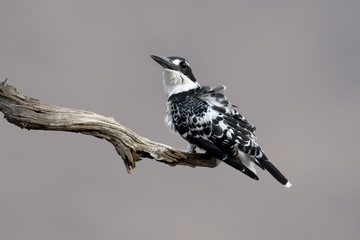Pied kingfisher, Ceryle rudis