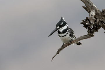 Pied kingfisher, Ceryle rudis