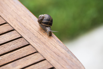 beautiful  snail in the breeding season.