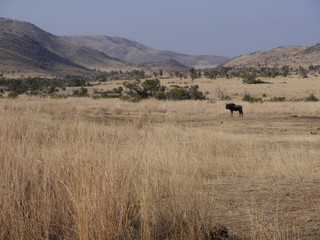 Fototapeta na wymiar Manyane Gate, Pilanesburg National Park