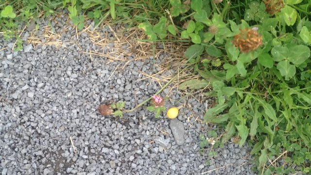 escargot