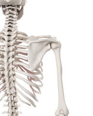 medically accurate illustration of the skeletal system - the shoulder