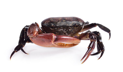 crab on white background