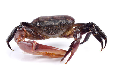 crab on white background