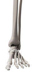 medically accurate illustration of the skeletal system - the foot