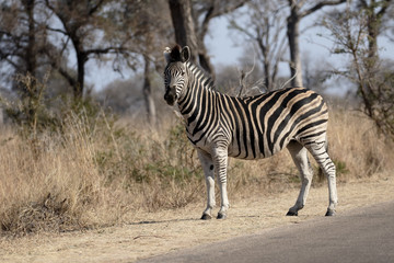 Fototapeta na wymiar Plains or Burchells zebra, Equus quagga