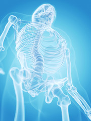 medically accurate illustration of the human skeleton - the thorax