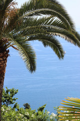 Obraz premium Palm tree and Sea View