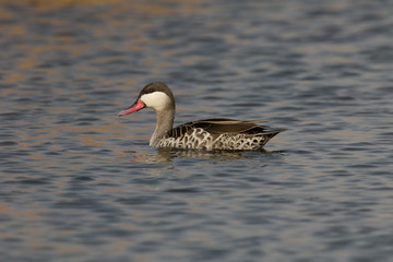 Red-billed teal, Anas erythrorhyncha