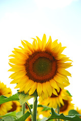 Obraz premium Beautiful sunflower (Helianthus) under bright sun lights