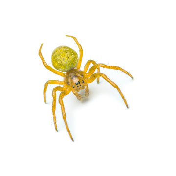 Crawling yellow spider isolated on white