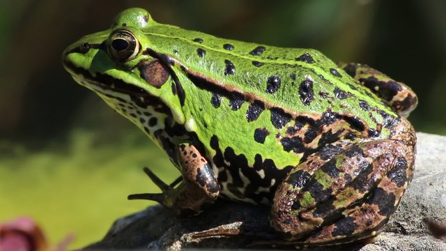 Green frog in pond macro