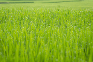 Obraz premium Green rice fields at dawn