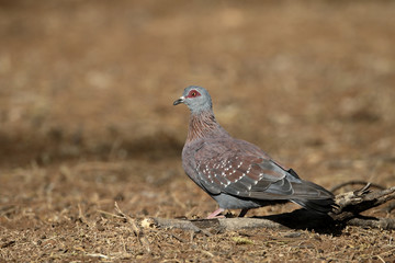 Fototapeta premium Spectacled pigeon, Columba guinea