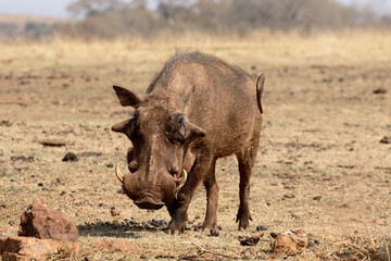 Fototapeta premium Warthog, Phacochoerus aethiopicus