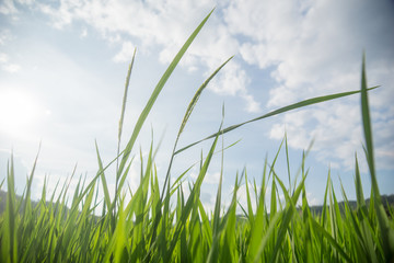 Fototapeta premium Green rice fields at dawn