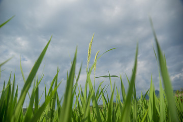 Green rice fields at dawn