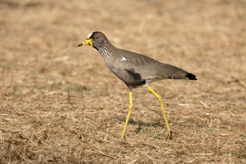 Wattled plover, Vanellus senegallus