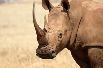 Fototapeta premium White rhinoceros, Diceros simus