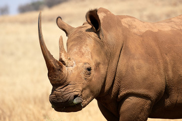 Fototapeta premium White rhinoceros, Diceros simus