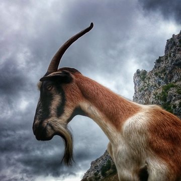 Perfil de cabra